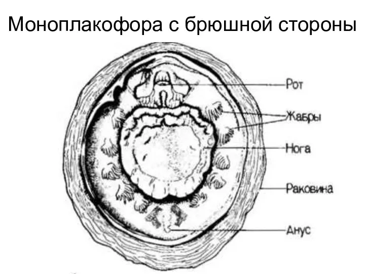 Моноплакофора с брюшной стороны