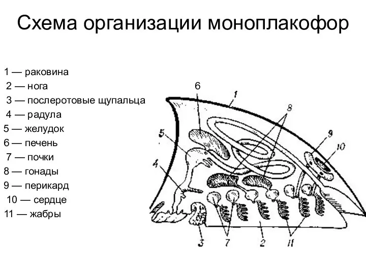 Схема организации моноплакофор 1 — раковина 2 — нога 6 3 —