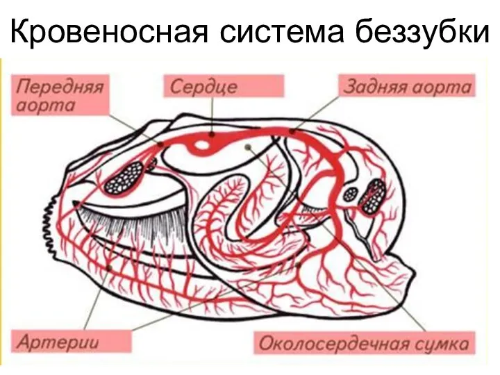 Кровеносная система беззубки