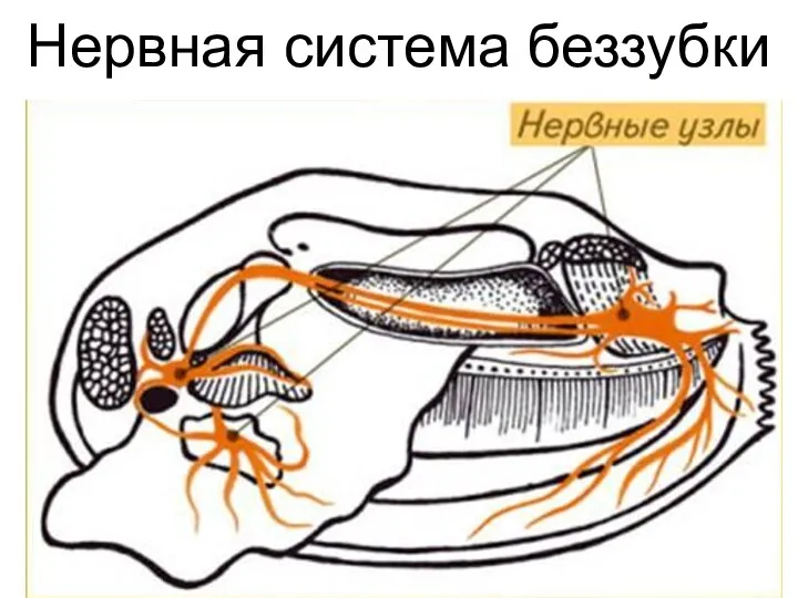 Нервная система беззубки