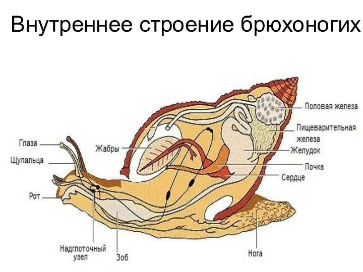 Внутреннее строение брюхоногих