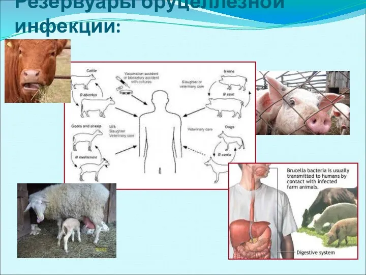 Резервуары бруцеллезной инфекции: