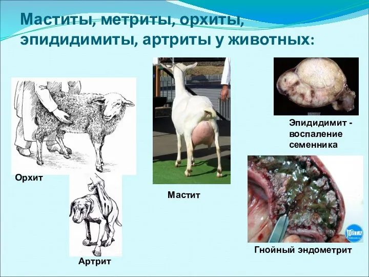 Маститы, метриты, орхиты, эпидидимиты, артриты у животных: Эпидидимит - воспаление семенника Мастит Гнойный эндометрит Орхит Артрит