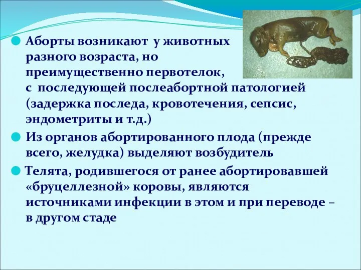 Аборты возникают у животных разного возраста, но преимущественно первотелок, с последующей послеабортной