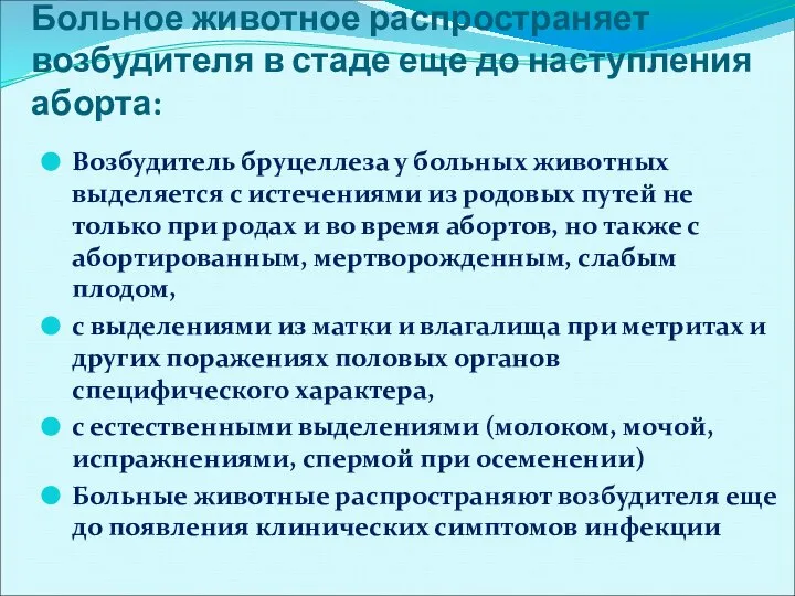 Больное животное распространяет возбудителя в стаде еще до наступления аборта: Возбудитель бруцеллеза