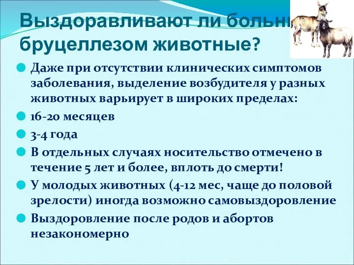 Выздоравливают ли больные бруцеллезом животные? Даже при отсутствии клинических симптомов заболевания, выделение