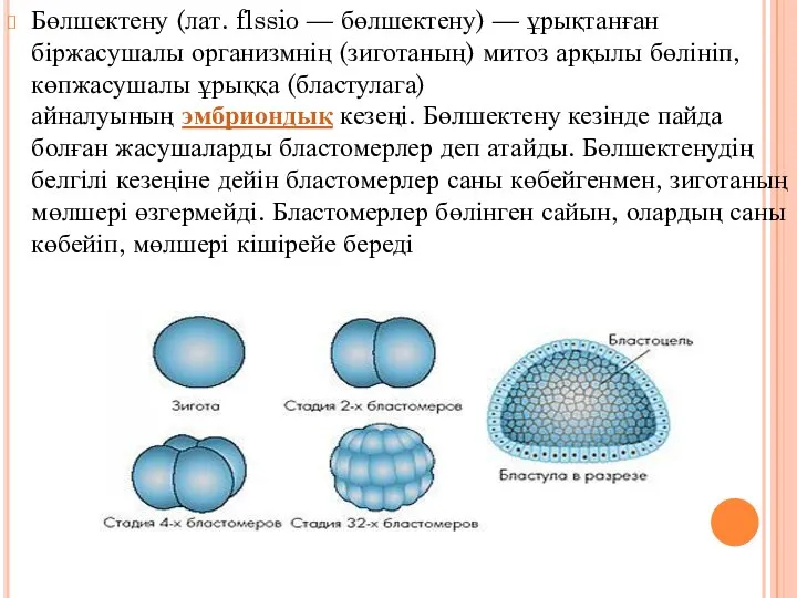 Бөлшектену (лат. flssio — бөлшектену) — ұрықтанған біржасушалы организмнің (зиготаның) митоз арқылы