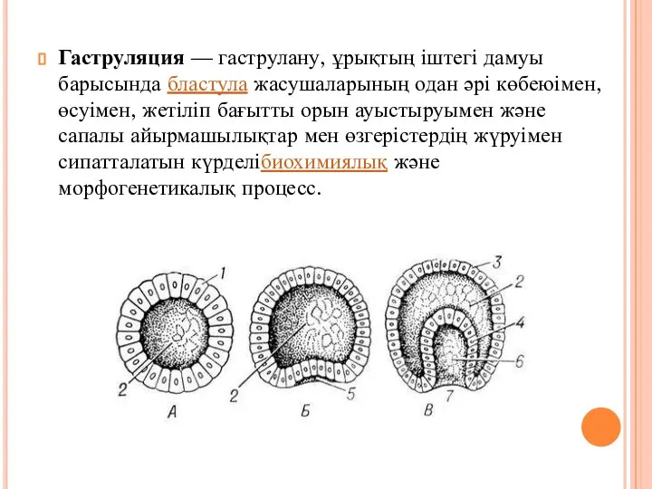 Гаструляция — гаструлану, ұрықтың іштегі дамуы барысында бластула жасушаларының одан әрі көбеюімен,