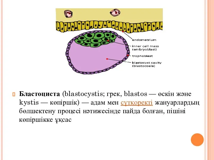 Бластоциста (blastocystis; грек, blastos — өскін және kystis — көпіршік) — адам