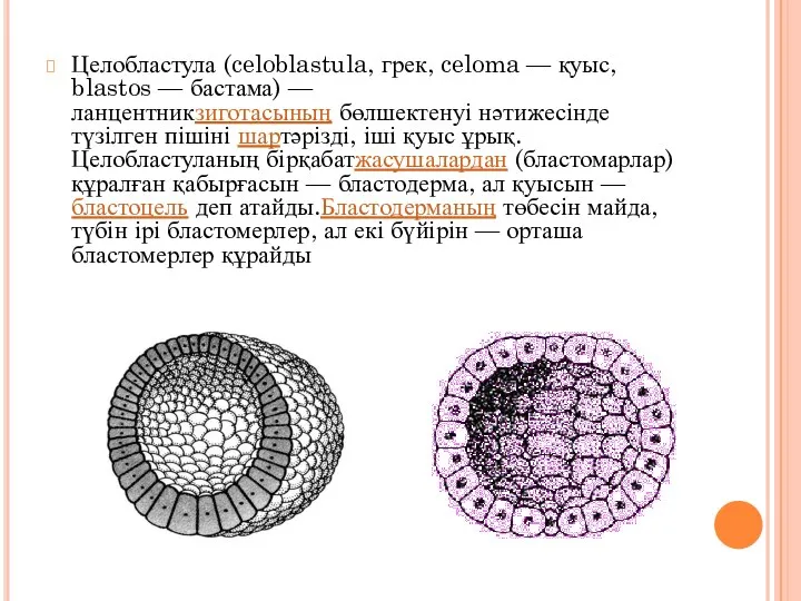Целобластула (celoblastula, грек, celoma — қуыс, blastos — бастама) — ланцентникзиготасының бөлшектенуі