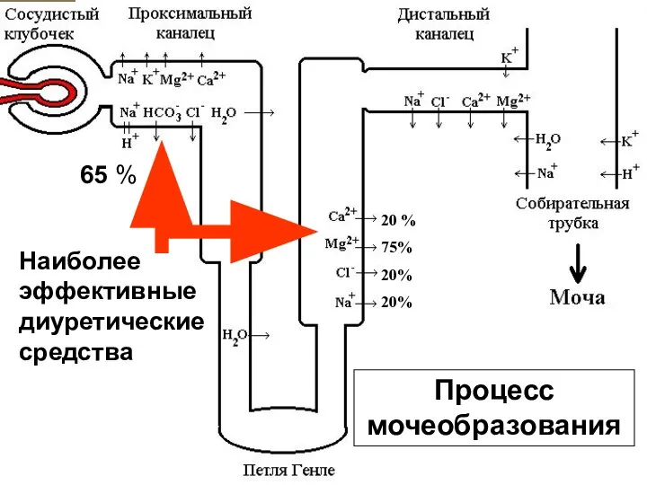 Процесс мочеобразования Наиболее эффективные диуретические средства 20 % 75% 20% 20% 65 %