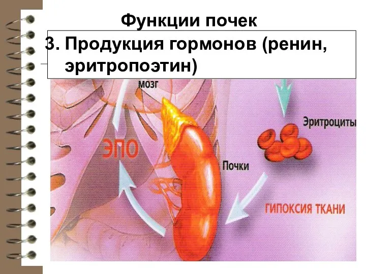 Функции почек Продукция гормонов (ренин, эритропоэтин)