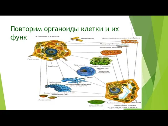 Повторим органоиды клетки и их функции