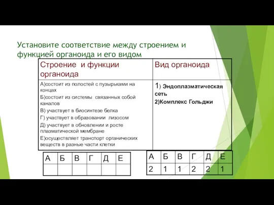 Установите соответствие между строением и функцией органоида и его видом