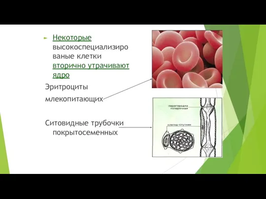 Некоторые высокоспециализированые клетки вторично утрачивают ядро Эритроциты млекопитающих Ситовидные трубочки покрытосеменных