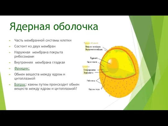 Ядерная оболочка Часть мембранной системы клетки Состоит из двух мембран Наружная мембрана