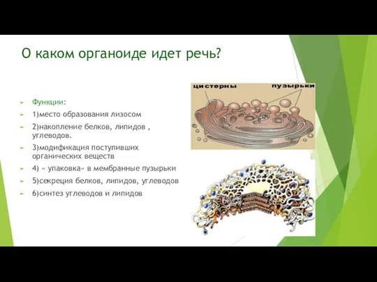 О каком органоиде идет речь? Функции: 1)место образования лизосом 2)накопление белков, липидов