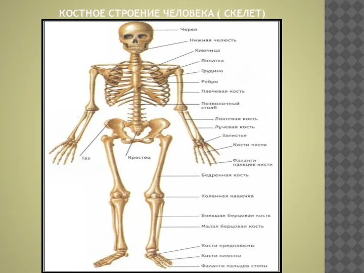 КОСТНОЕ СТРОЕНИЕ ЧЕЛОВЕКА ( СКЕЛЕТ)