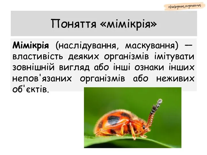 Поняття «мімікрія» Мімікрія (наслідування, маскування) — властивість деяких організмів імітувати зовнішній вигляд