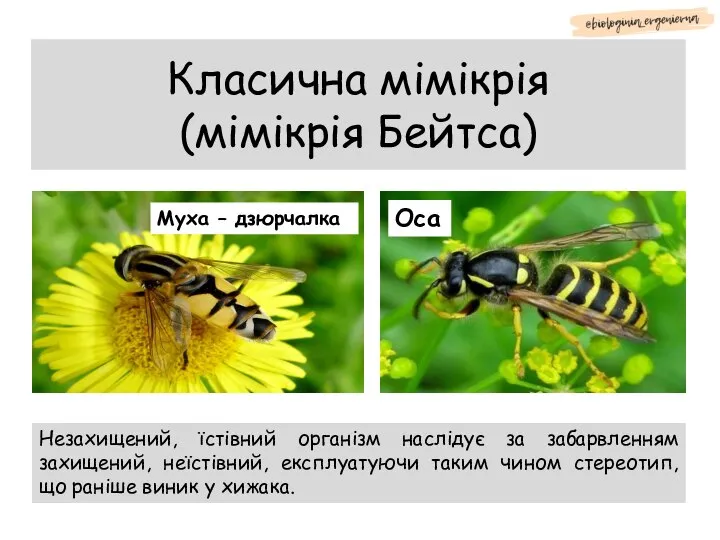 Класична мімікрія (мімікрія Бейтса) Муха – дзюрчалка Оса Незахищений, їстівний організм наслідує