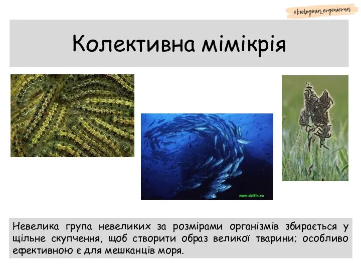 Колективна мімікрія Невелика група невеликих за розмірами організмів збирається у щільне скупчення,