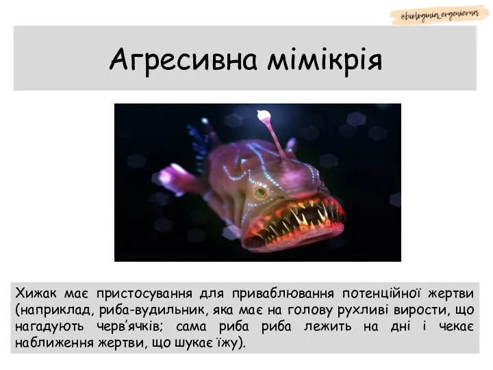 Агресивна мімікрія Хижак має пристосування для приваблювання потенційної жертви (наприклад, риба-вудильник, яка