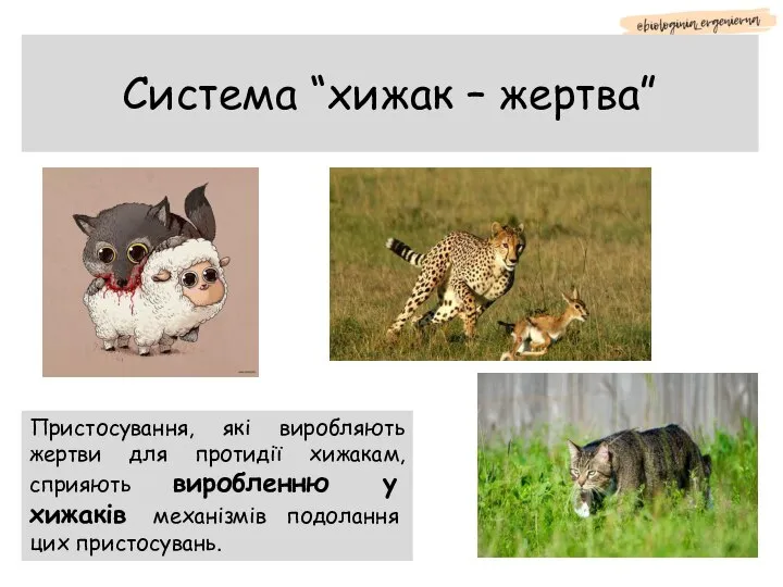 Система “хижак – жертва” Пристосування, які виробляють жертви для протидії хижакам, сприяють