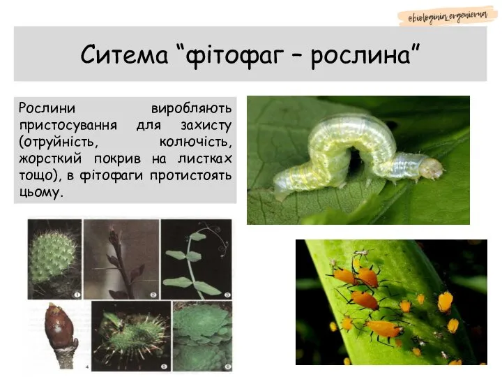 Ситема “фітофаг – рослина” Рослини виробляють пристосування для захисту (отруйність, колючість, жорсткий