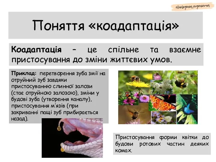 Поняття «коадаптація» Коадаптація – це спільне та взаємне пристосування до зміни життєвих