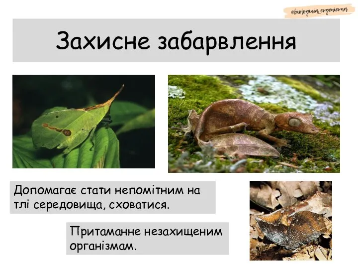 Захисне забарвлення Допомагає стати непомітним на тлі середовища, сховатися. Притаманне незахищеним організмам.