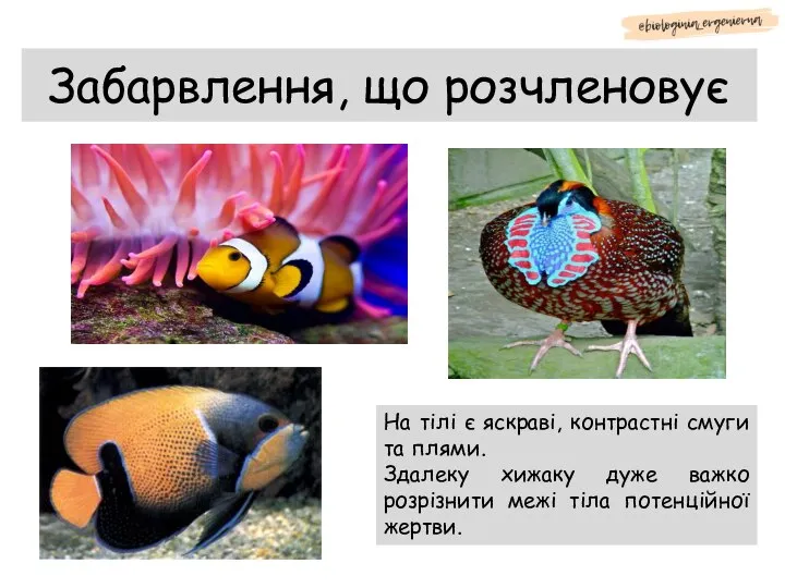 Забарвлення, що розчленовує На тілі є яскраві, контрастні смуги та плями. Здалеку