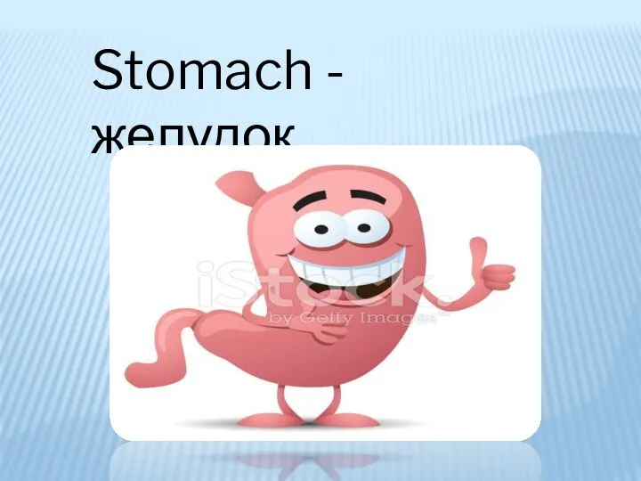 Stomach - желудок
