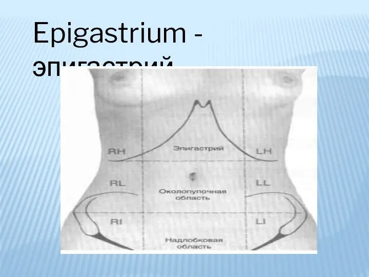 Epigastrium - эпигастрий