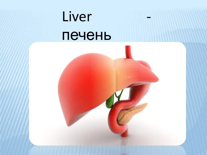 Liver - печень