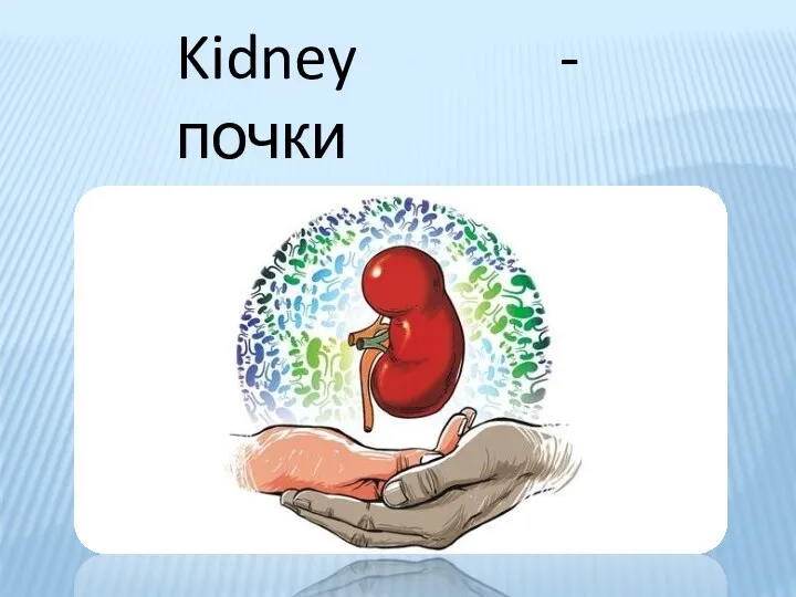 Kidney - почки