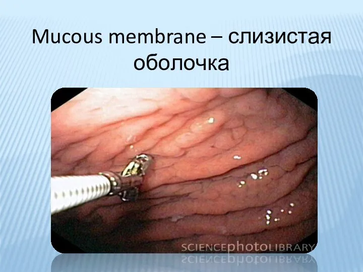 Mucous membrane – слизистая оболочка