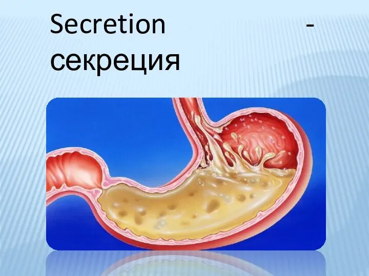 Secretion - секреция