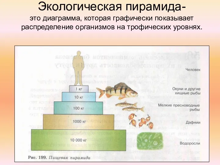 Экологическая пирамида- это диаграмма, которая графически показывает распределение организмов на трофических уровнях.