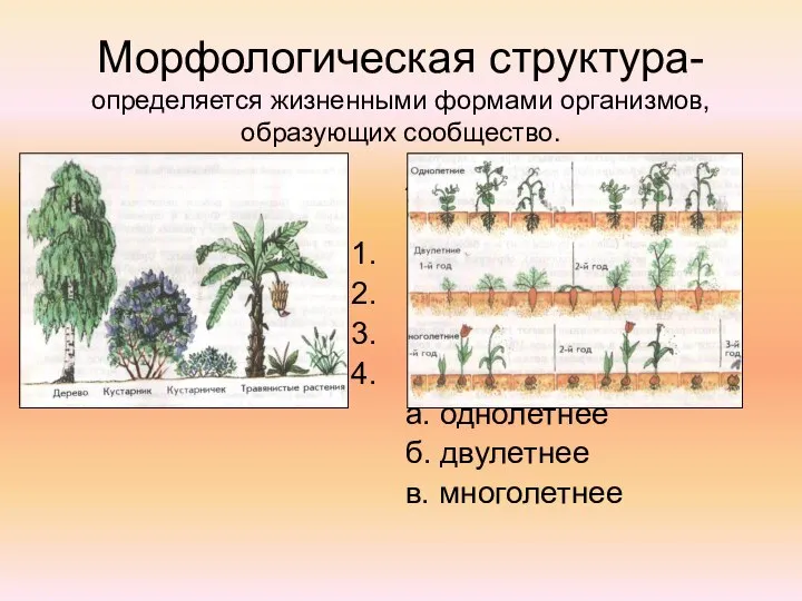 Морфологическая структура- определяется жизненными формами организмов, образующих сообщество. Жизненные формы растений: Дерево