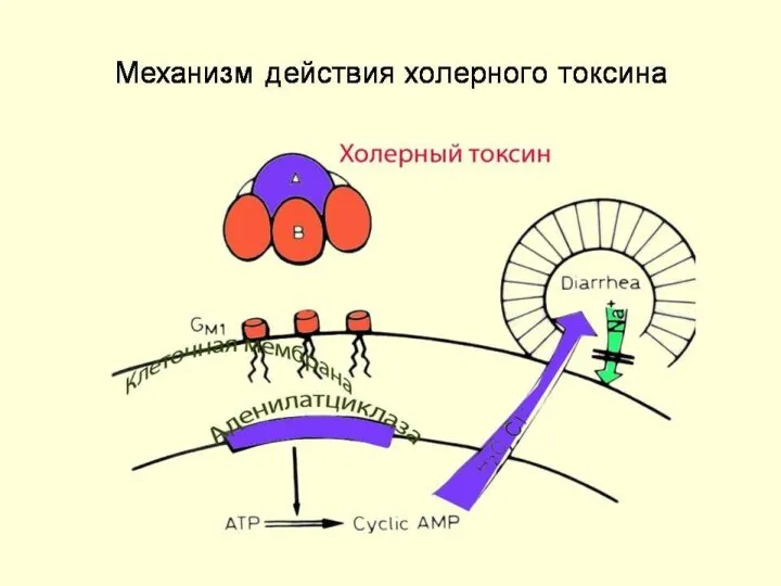 Механизм действия холерного токсина