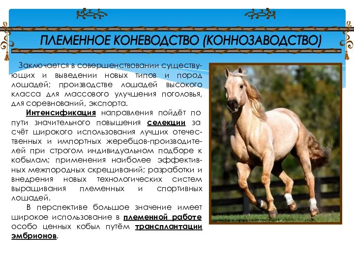 Заключается в совершенствовании существу-ющих и выведении новых типов и пород лошадей; производстве