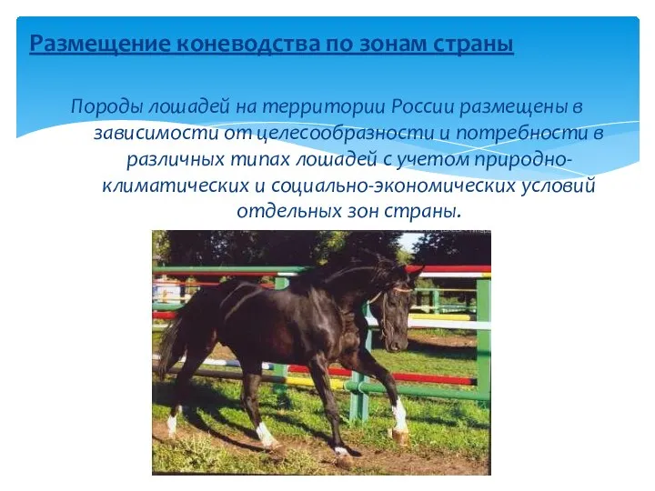 Размещение коневодства по зонам страны Породы лошадей на территории России размещены в
