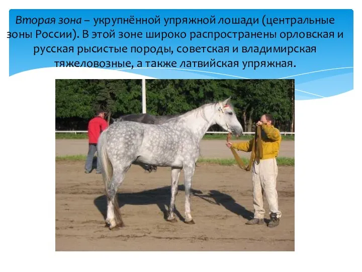 Вторая зона – укрупнённой упряжной лошади (центральные зоны России). В этой зоне