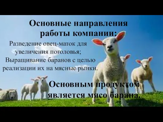 Основные направления работы компании: Разведение овец-маток для увеличения поголовья; Выращивание баранов с