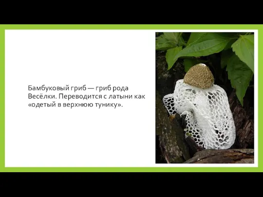 Бамбуковый гриб — гриб рода Весёлки. Переводится с латыни как «одетый в верхнюю тунику».