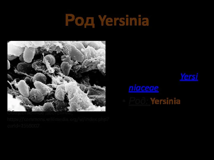 Род Yersinia Порядок: Enterobacterales Семейство:Yersiniaceae Род: Yersinia Общественное достояние, https://commons.wikimedia.org/w/index.php?curid=2555007