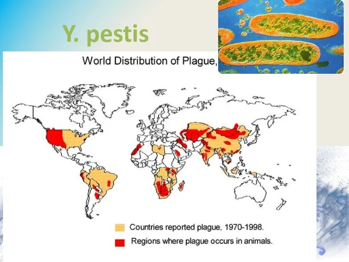 Y. pestis