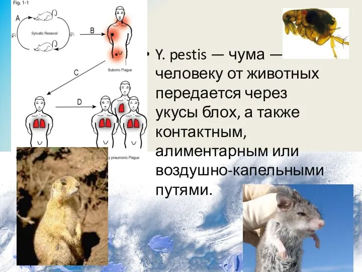 Y. pestis — чума — человеку от животных передается через укусы блох,