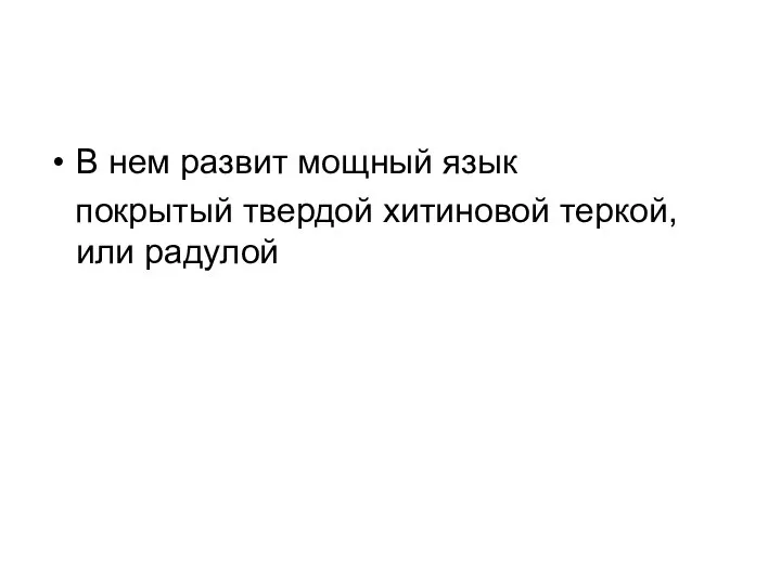 В нем развит мощный язык покрытый твердой хитиновой теркой, или радулой