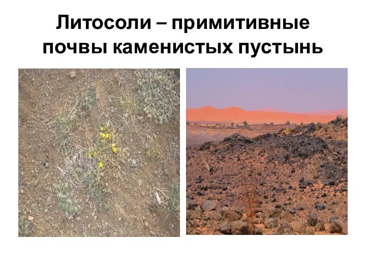 Литосоли – примитивные почвы каменистых пустынь